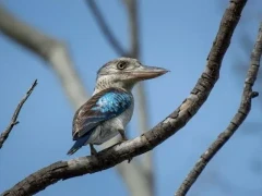 Blue-winged kookaburra in Queensland, Australia.