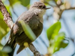 Mangrove robin in Queensland, Australia.