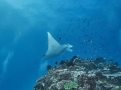 Manta ray in the waters of Queensland, Australia.