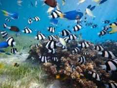 Example of the marine biodiversity of Queensland's waters, Australia.