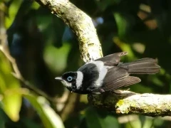 A pied monarch in Queensland, Australia.