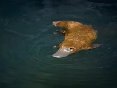 Platypus in Queensland, Australia.