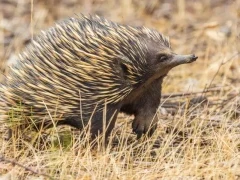 Short-beaked echidna in Queensland, Australia.
