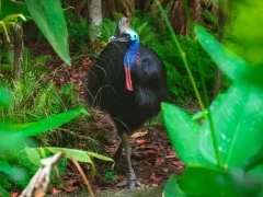 Southern cassowary in Queensland, Australia.