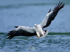 White-bellied sea eagle in Queensland, Australia.