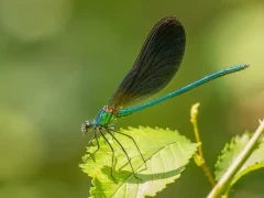 Beautiful demoiselle in France.