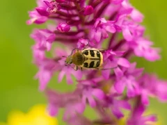 Bee chafer in France.