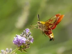Broad-bordered bee hawk-moth in France.
