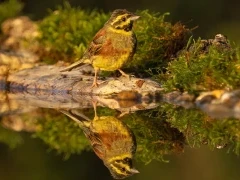 Cirl bunting in France.