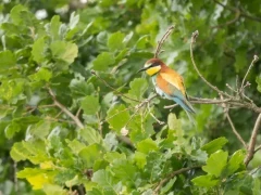 European bee-eater in France.
