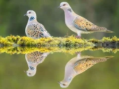 A pair of European turtle doves, France.