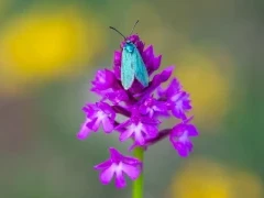 Moth on an orchid in France.