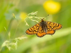 Marsh fritillary in France.