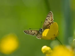 Sooty copper in France.