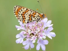 Spotted fritillary in France.