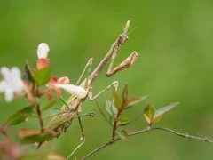 Conehead mantis in France.