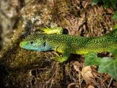 Green lizard in France.