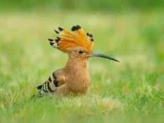 Eurasian hoopoe in France.