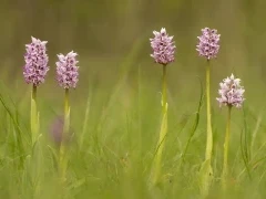 Man orchid in France.