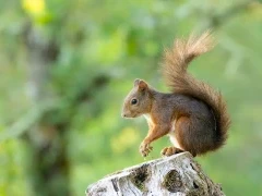 Red squirrel in France.