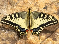 Swallowtail butterfly in France.