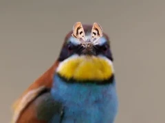 Eurasian bee-eater in Hungary.