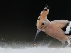 Eurasian hoopoe in Hungary.