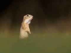 Ground squirrel in Hungary.