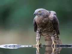 European honey buzzard in Hungary.
