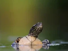 European pond terrapin in Hungary.