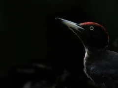 Black woodpecker in Hungary.