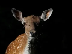 Fallow deer in Hungary.