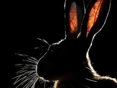 Brown hare in Hungary.