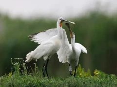 Spoonbill in Hungary.