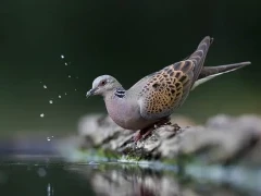 Turtle dove in Hungary.