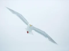 Glaucius gull in Svalbard.