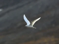 Ivory gull in Svalbard.