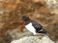 Little auk in Svalbard.