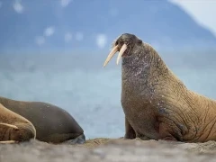 Walrus in Svalbard