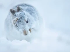Mountain hare in the Cairngorms National Park, Scotland.