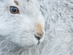 Mountain hare in the Cairngorms National Park, Scotland.