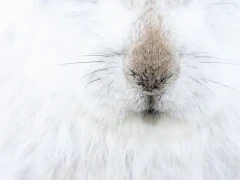 Mountain hare in the Cairngorms National Park, Scotland.