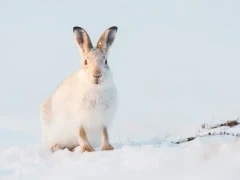 Mountain hare in the Cairngorms National Park, Scotland.