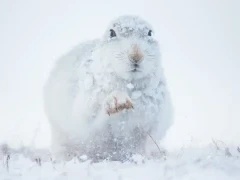 Mountain hare in the Cairngorms National Park, Scotland.