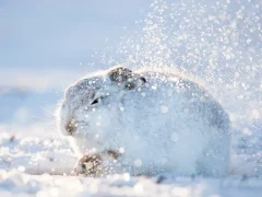 Mountain hare in the Cairngorms National Park, Scotland.