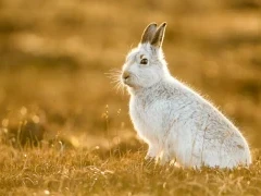 Mountain hare in the Cairngorms National Park, Scotland.
