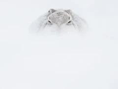 Mountain hare in the Cairngorms National Park, Scotland.