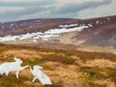 Mountain hare in the Cairngorms National Park, Scotland.