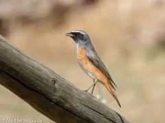 A common redstart in Spain.