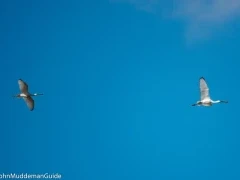 Eurasian spoonbills in flight, Spain.